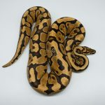 4221 1.0 SPOTNOSE YELLOW BELLY REDSTRIPE