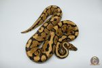 4221 1.0 SPOTNOSE YELLOW BELLY REDSTRIPE - Image 2