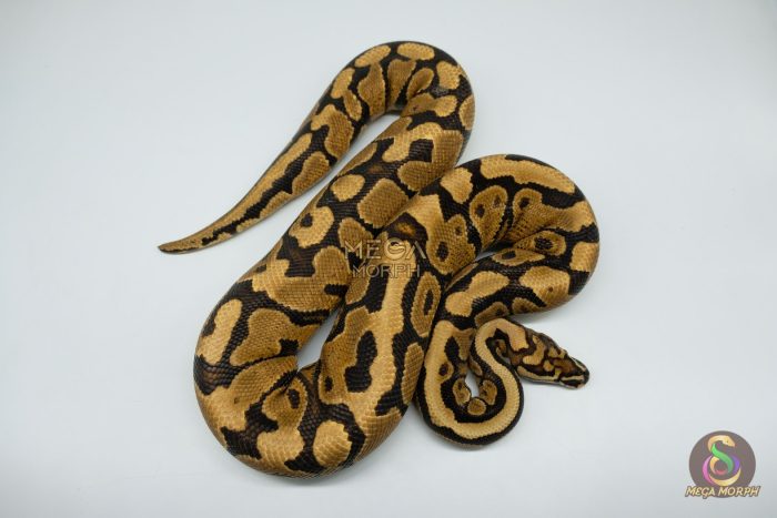 4221 1.0 SPOTNOSE YELLOW BELLY REDSTRIPE - Image 2