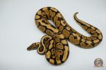 4221 1.0 SPOTNOSE YELLOW BELLY REDSTRIPE - Image 3