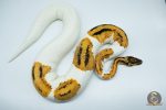 4239 0.1 ORANGE DREAM YELLOW BELLY GENE X PIEBALD