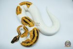 4239 0.1 ORANGE DREAM YELLOW BELLY GENE X PIEBALD - Image 2