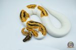 4239 0.1 ORANGE DREAM YELLOW BELLY GENE X PIEBALD - Image 3