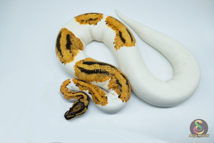 4239 0.1 ORANGE DREAM YELLOW BELLY GENE X PIEBALD - Image 3