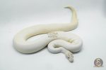 4250 1.0 IVORY PIEBALD POSSIBLE LEOPARD - Image 2