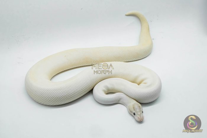 4250-2-1.jpg 4250 1.0 IVORY PIEBALD POSSIBLE LEOPARD - Image 2