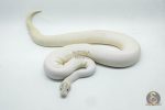 4250 1.0 IVORY PIEBALD POSSIBLE LEOPARD - Image 3