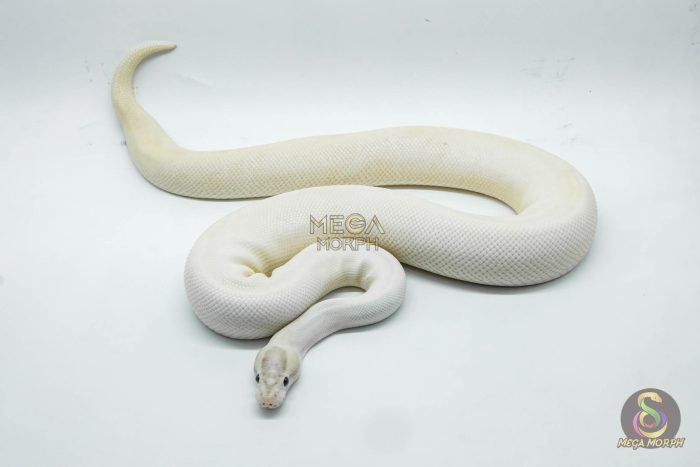 4250-3-1.jpg 4250 1.0 IVORY PIEBALD POSSIBLE LEOPARD - Image 3