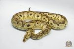 4261 1.0 PASTEL YELLOW BELLY CLOWN