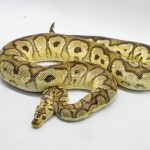4261 1.0 PASTEL YELLOW BELLY CLOWN