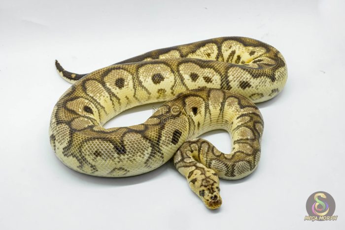4261 1.0 PASTEL YELLOW BELLY CLOWN - Image 2