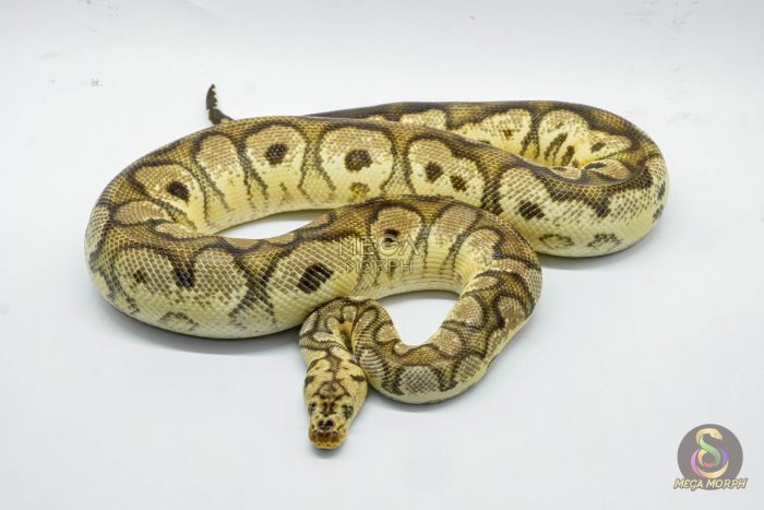 4261 1.0 PASTEL YELLOW BELLY CLOWN - Image 3