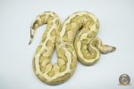 4262 0.1 VANILLA CREAM HET CLOWN