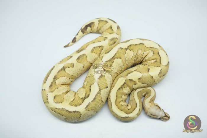 4262 0.1 VANILLA CREAM HET CLOWN - Image 2