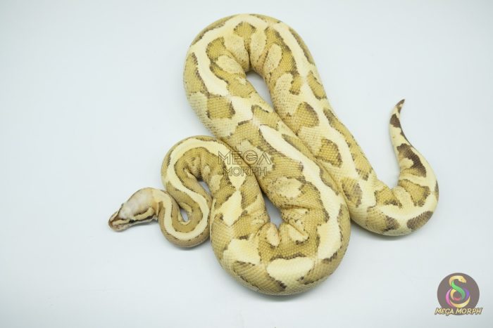 4262 0.1 VANILLA CREAM HET CLOWN - Image 3