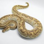 4267 1.0 BUTTER CRYPTON