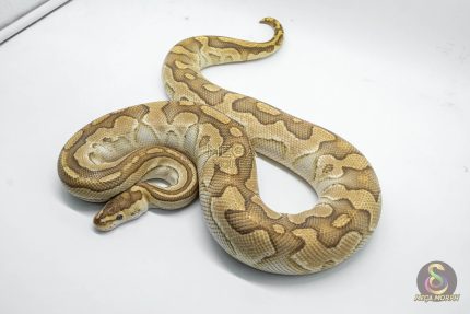 4267 1.0 BUTTER CRYPTON