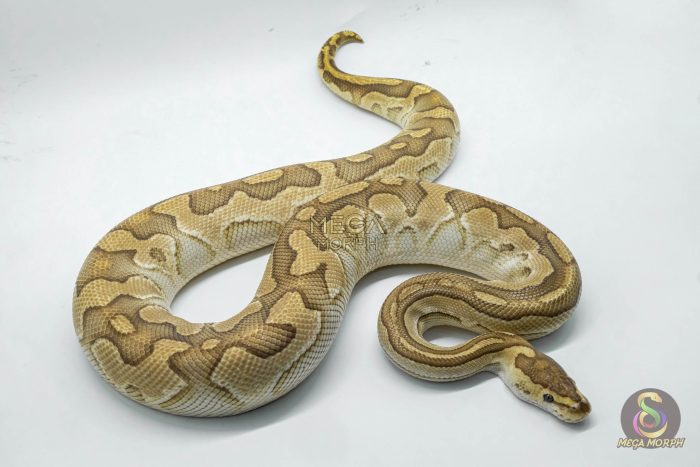 4267 1.0 BUTTER CRYPTON - Image 2