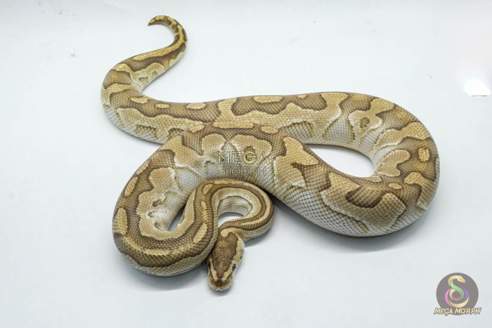 4267 1.0 BUTTER CRYPTON - Image 3