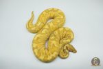4272 0.1 BANANA GHI ENCHI HYPO OR HET HYPO (Proven breeder)