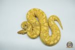4272 0.1 BANANA GHI ENCHI HYPO OR HET HYPO (Proven breeder) - Image 2