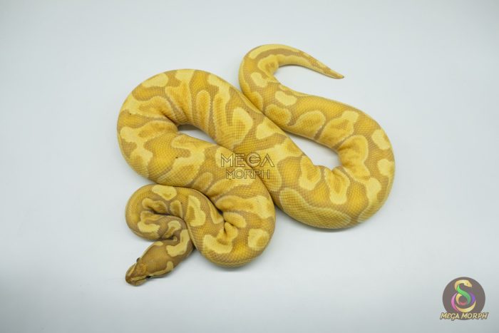 4272 0.1 BANANA GHI ENCHI HYPO OR HET HYPO (Proven breeder) - Image 3