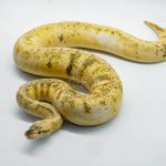 4275 0.1 SUPERBLAST SUGAR HET DESERT GHOST