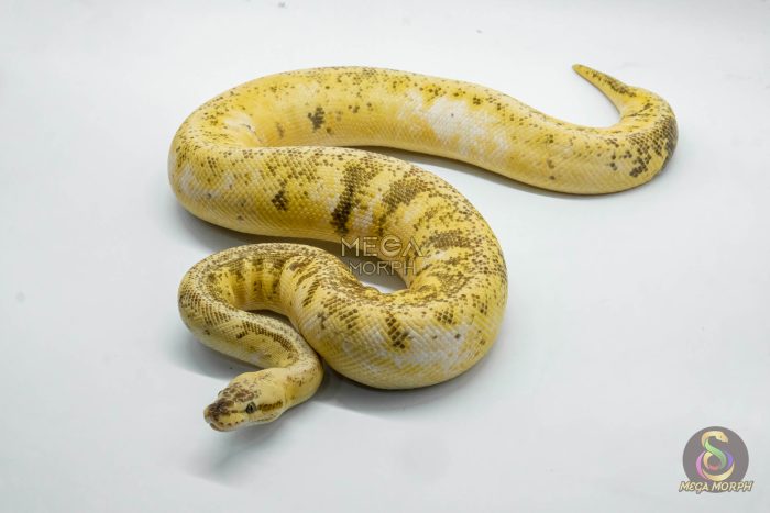 4275 0.1 SUPERBLAST SUGAR HET DESERT GHOST - Image 1