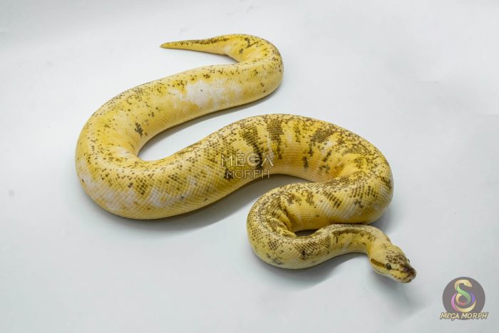 4275 0.1 SUPERBLAST SUGAR HET DESERT GHOST - Image 2