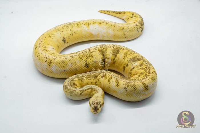 4275 0.1 SUPERBLAST SUGAR HET DESERT GHOST - Image 3