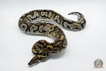 4276 0.1 BLACKHEAD MOJAVE YELLOW BELLY