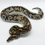 4276 0.1 BLACKHEAD MOJAVE YELLOW BELLY