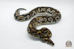 4276 0.1 BLACKHEAD MOJAVE YELLOW BELLY - Image 2
