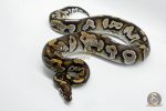 4276 0.1 BLACKHEAD MOJAVE YELLOW BELLY - Image 3