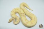 4281 0.1 BANANA ENCHI FIRE ORANGE DREAM OR SUPER ORANGE DREAM - Image 2