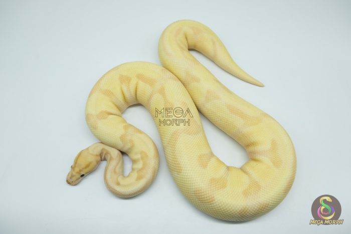 4281 0.1 BANANA ENCHI FIRE ORANGE DREAM OR SUPER ORANGE DREAM - Image 2
