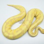 4283 0.1 BANANA ENCHI FIRE ORANGE DREAM OR SUPER ORANGE DREAM