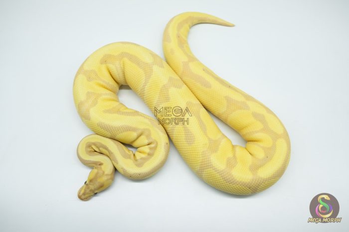 4283 0.1 BANANA ENCHI FIRE ORANGE DREAM OR SUPER ORANGE DREAM - Image 2