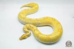 4284 0.1 SUPER ORANGE DREAM ENCHI BANANA (Proven breeder)