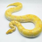 4284 0.1 SUPER ORANGE DREAM ENCHI BANANA (Proven breeder)