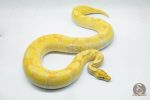4284 0.1 SUPER ORANGE DREAM ENCHI BANANA (Proven breeder) - Image 2