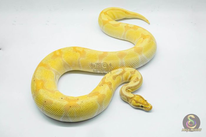 4284-2-1.jpg 4284 0.1 SUPER ORANGE DREAM ENCHI BANANA (Proven breeder) - Image 2