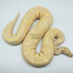 4285 0.1 SUPER BANANA LEOPARD