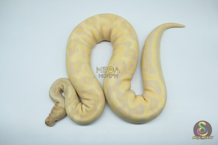 4285 0.1 SUPER BANANA LEOPARD - Image 2