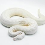 4301 0.1 BUMBLEBEE HIGHWAY