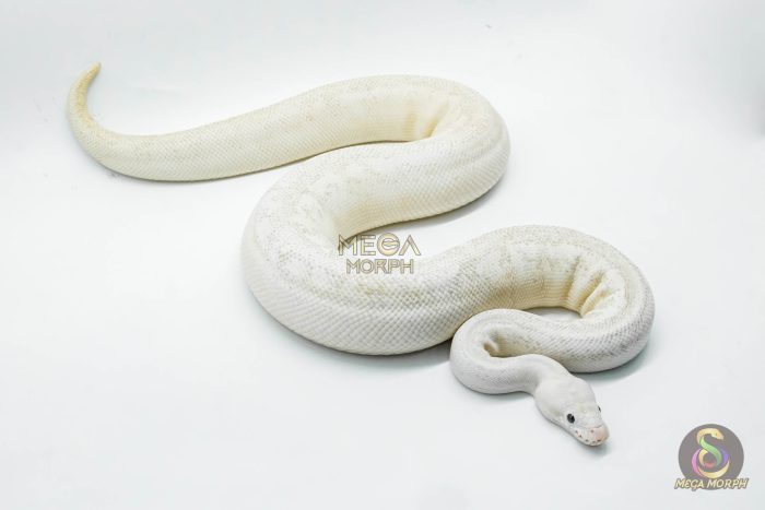 4301 0.1 BUMBLEBEE HIGHWAY - Image 2