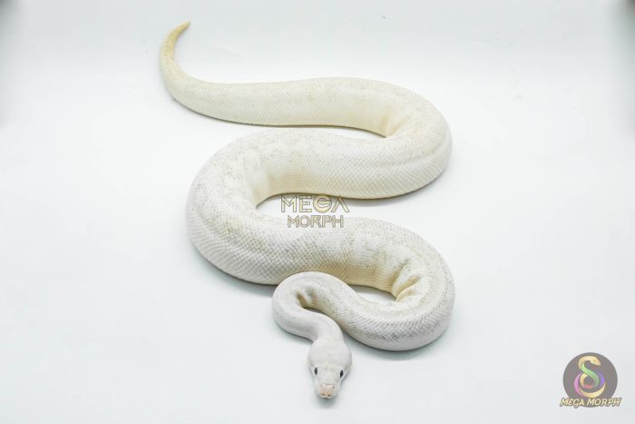 4301 0.1 BUMBLEBEE HIGHWAY - Image 3