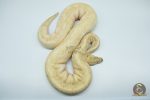 4302 0.1 ENCHI LESSER LEOPARD FIRE SPIDER IVORY