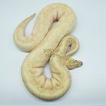 4302 0.1 ENCHI LESSER LEOPARD FIRE SPIDER IVORY