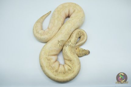 4302 0.1 ENCHI LESSER LEOPARD FIRE SPIDER IVORY